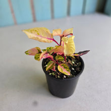 Load image into Gallery viewer, #RB10 Variegated Iresine