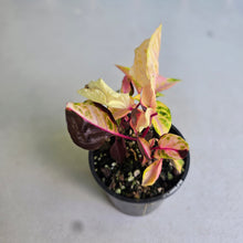 Load image into Gallery viewer, #RB10 Variegated Iresine