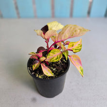 Load image into Gallery viewer, #RB10 Variegated Iresine