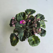 Load image into Gallery viewer, #RA13 African Violet