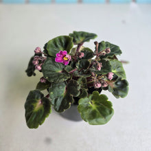 Load image into Gallery viewer, #RA13 African Violet