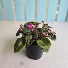 Load image into Gallery viewer, #RA13 African Violet