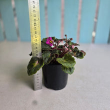 Load image into Gallery viewer, #RA13 African Violet