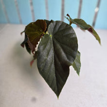 Load image into Gallery viewer, #D729 Begonia John Tonkin