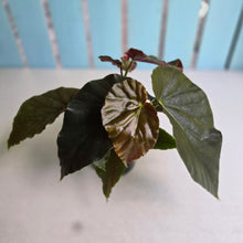 Load image into Gallery viewer, #D729 Begonia John Tonkin