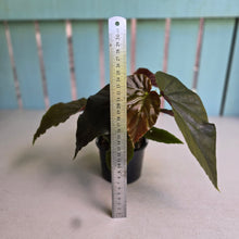 Load image into Gallery viewer, #D729 Begonia John Tonkin