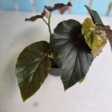 Load image into Gallery viewer, #D729 Begonia John Tonkin