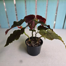 Load image into Gallery viewer, #D729 Begonia John Tonkin