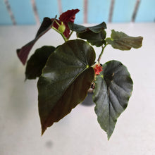 Load image into Gallery viewer, #D729 Begonia John Tonkin