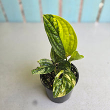 Load image into Gallery viewer, #R9 Two x Headed Variegated Monstera Peru