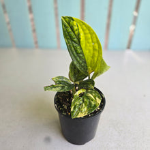 Load image into Gallery viewer, #R9 Two x Headed Variegated Monstera Peru