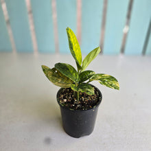 Load image into Gallery viewer, #R9 Two x Headed Variegated Monstera Peru