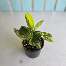 Load image into Gallery viewer, #R9 Two x Headed Variegated Monstera Peru