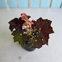 Load image into Gallery viewer, #D54 Begonia Unknown
