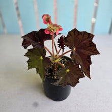 Load image into Gallery viewer, #D54 Begonia Unknown