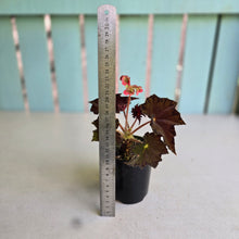 Load image into Gallery viewer, #D54 Begonia Unknown