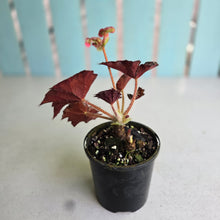 Load image into Gallery viewer, #D54 Begonia Unknown