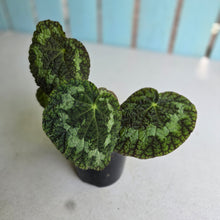 Load image into Gallery viewer, #RA1 Begonia Sizemoreae
