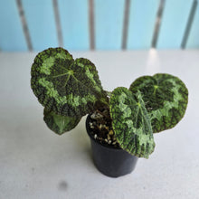 Load image into Gallery viewer, #RA1 Begonia Sizemoreae