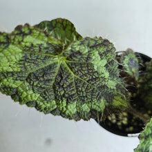 Load image into Gallery viewer, #RA1 Begonia Sizemoreae