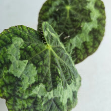 Load image into Gallery viewer, #RA1 Begonia Sizemoreae