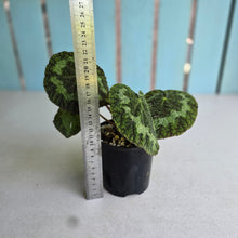 Load image into Gallery viewer, #RA1 Begonia Sizemoreae