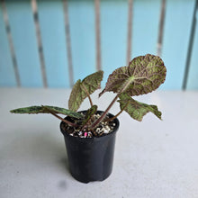 Load image into Gallery viewer, #RA1 Begonia Sizemoreae