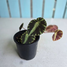 Load image into Gallery viewer, #D118 Begonia Cleopatrae