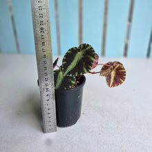 Load image into Gallery viewer, #D118 Begonia Cleopatrae