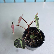 Load image into Gallery viewer, #D118 Begonia Cleopatrae