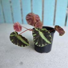 Load image into Gallery viewer, #D118 Begonia Cleopatrae