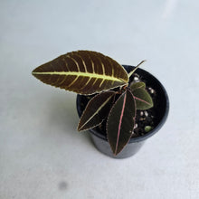 Load image into Gallery viewer, #R847 Labisia Sp. 'Brown Pink'
