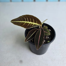 Load image into Gallery viewer, #R847 Labisia Sp. 'Brown Pink'