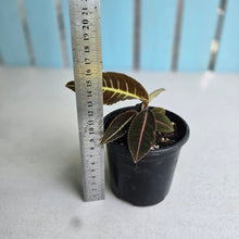 Load image into Gallery viewer, #R847 Labisia Sp. 'Brown Pink'