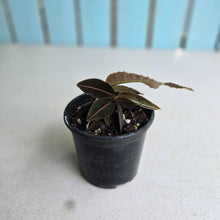 Load image into Gallery viewer, #R847 Labisia Sp. 'Brown Pink'