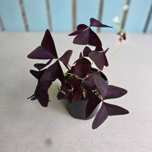 Load image into Gallery viewer, #D448 Oxalis Triangularis