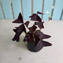 Load image into Gallery viewer, #D448 Oxalis Triangularis