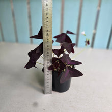 Load image into Gallery viewer, #D448 Oxalis Triangularis
