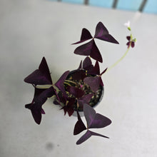 Load image into Gallery viewer, #D448 Oxalis Triangularis