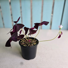 Load image into Gallery viewer, #D448 Oxalis Triangularis