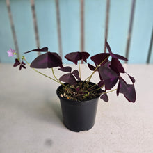 Load image into Gallery viewer, #D448 Oxalis Triangularis
