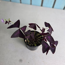 Load image into Gallery viewer, #D448 Oxalis Triangularis