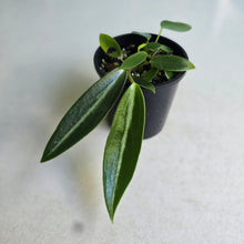 Load image into Gallery viewer, #RD3 Peperomia Elongata
