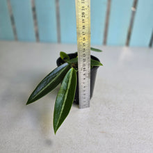 Load image into Gallery viewer, #RD3 Peperomia Elongata
