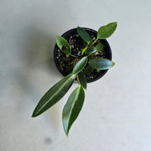 Load image into Gallery viewer, #RD3 Peperomia Elongata