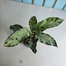 Load image into Gallery viewer, #RD36 Aglaonema Pictum Tricolor