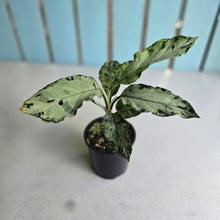 Load image into Gallery viewer, #RD36 Aglaonema Pictum Tricolor
