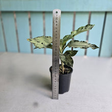 Load image into Gallery viewer, #RD36 Aglaonema Pictum Tricolor