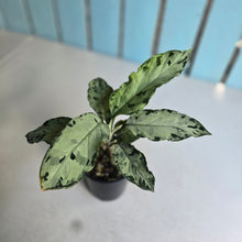 Load image into Gallery viewer, #RD36 Aglaonema Pictum Tricolor