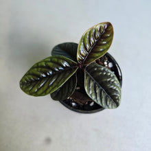 Load image into Gallery viewer, #D233 Labisia Sp.